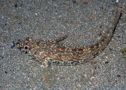 Southern Blenny