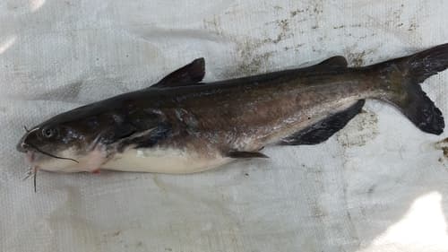 Southern Blue Catfish