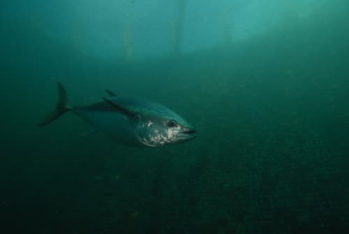 Southern Bluefin Tuna