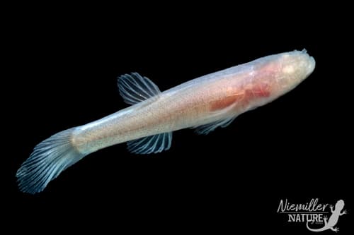 Southern Cavefish