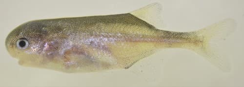 Southern Redbelly Dace