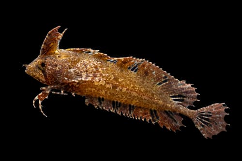 Southern Crested Weedfish