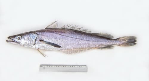 Southern Hake