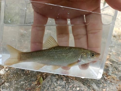 Southern Iberian chub