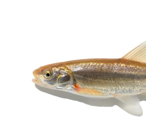 Southern Leatherside Chub