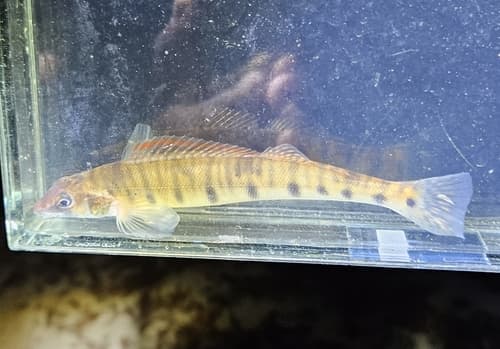 Southern Logperch