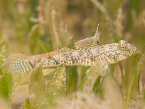 Southern Longfin Goby