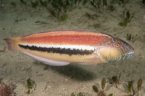Southern Maori Wrasse