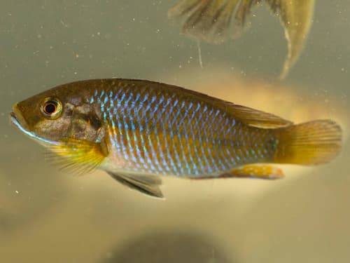 Southern Mouthbrooder