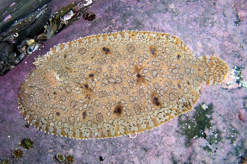 Southern Peacock Sole
