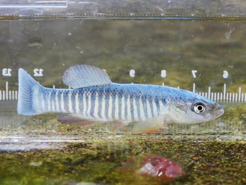 Southern Plains Killifish
