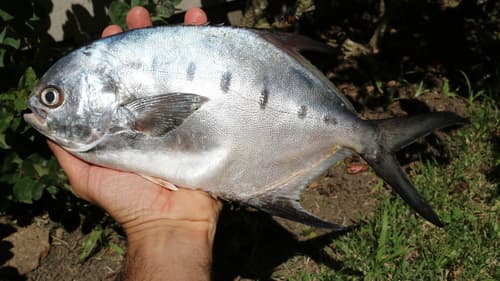 Southern Pompano