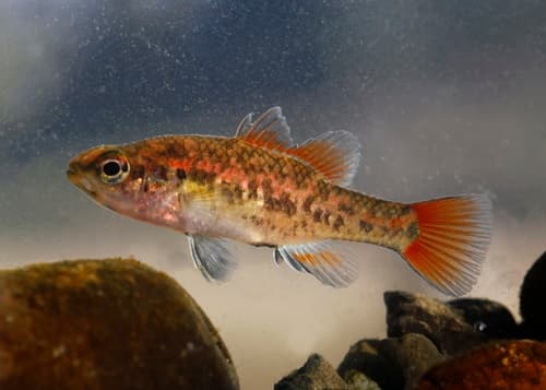 Southern Pygmy Perch