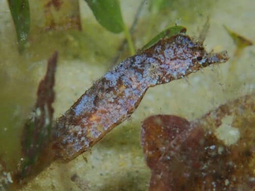 Southern Pygmy Pipehorse