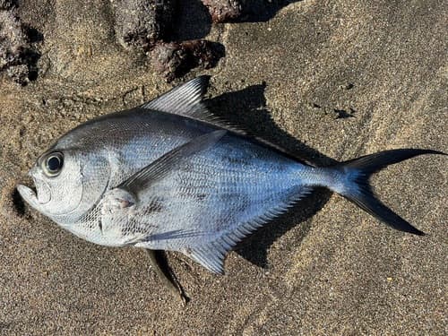 Southern Ray's Bream