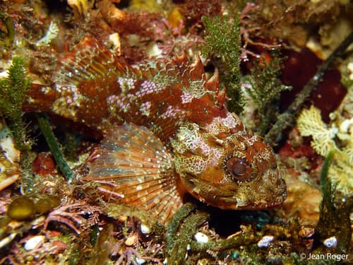 Southern Red Scorpionfish