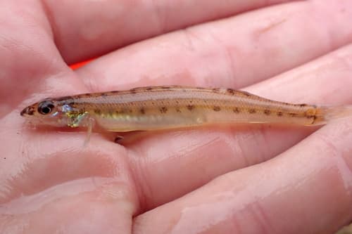 Southern Sand Darter
