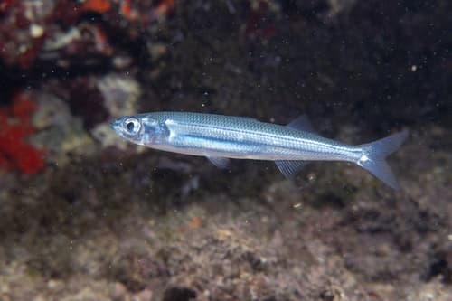 Southern Sand Smelt
