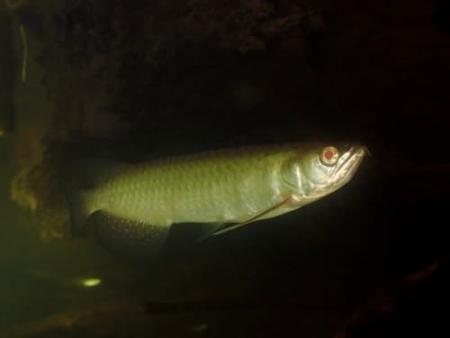 Silver Arowana