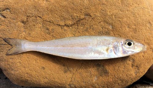 Southern School Whiting