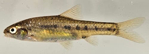 Southern Sidespot Barb