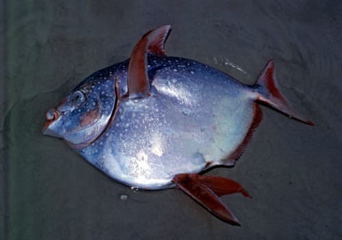 Southern Spotted Opah