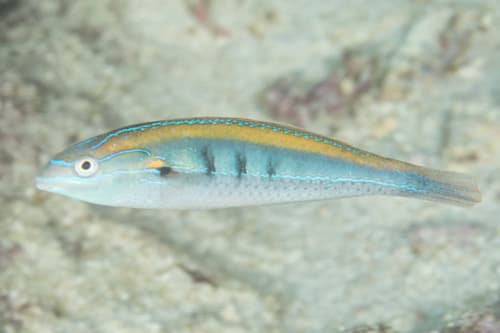Southern Wrasse