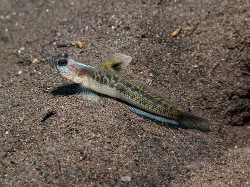 Spangled Shrimpgoby