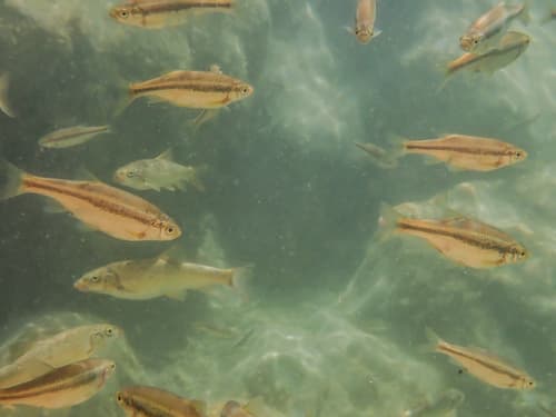 Spartian Minnowroach