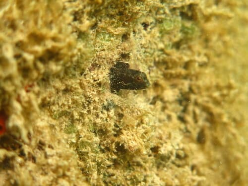 Speckled Blenny