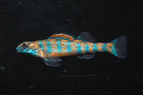 Speckled Darter