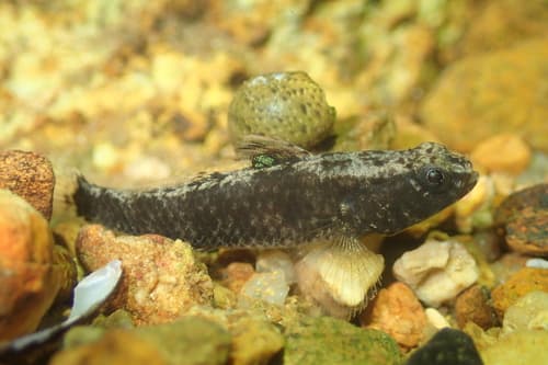 Speckled Goby