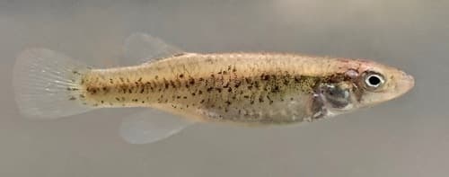 Speckled Killifish