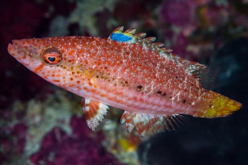Speckled Maori Wrasse