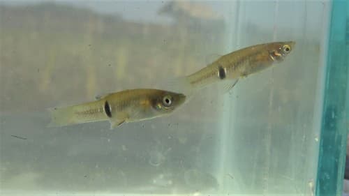 Speckled Mosquitofish