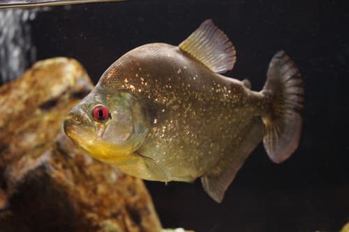 Speckled Piranha