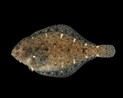 Speckled Sanddab