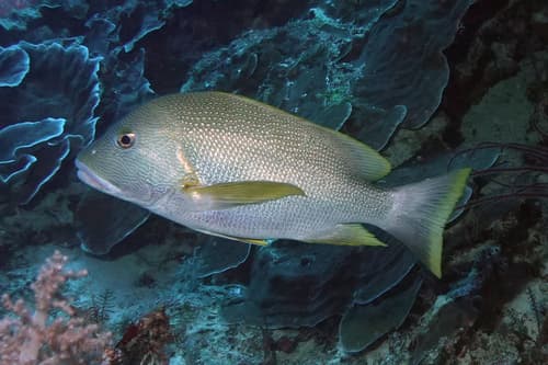 Speckled Snapper