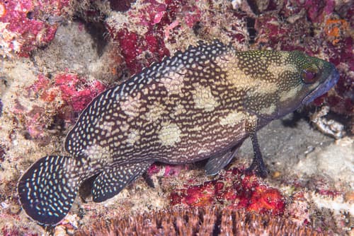 Specklefin Grouper