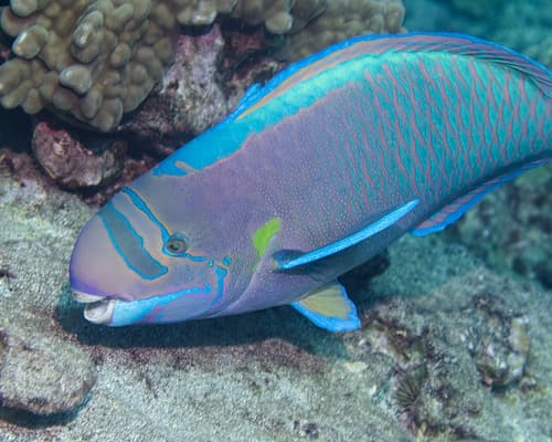 Spectacled Parrotfish