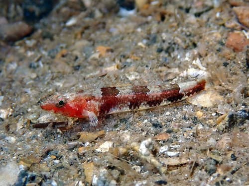 Speleogobius llorisi