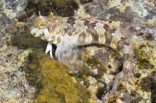 Sphinx Blenny