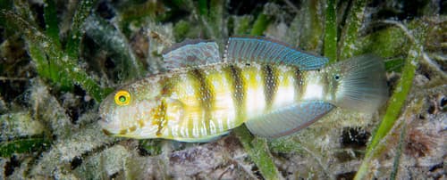 Sphynx Goby
