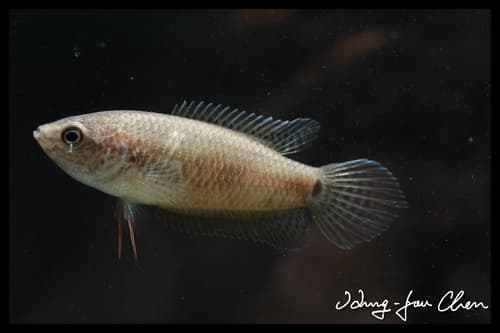 Spiketail Gourami