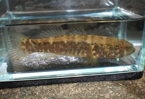 Spine-cheek Gudgeon