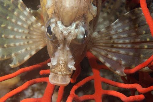 Spine-nose Horsefish