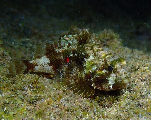 Spineblotch Scorpionfish