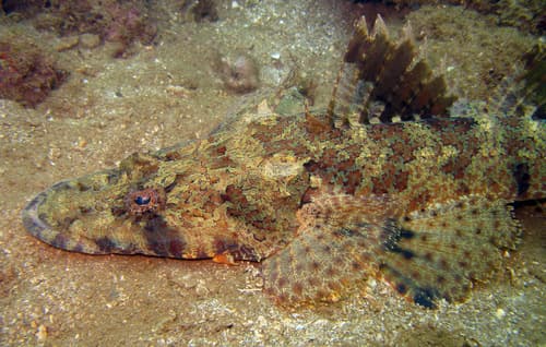 Spiny Flathead