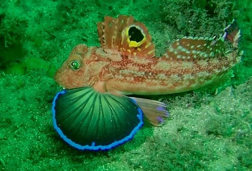 Spiny Gurnard