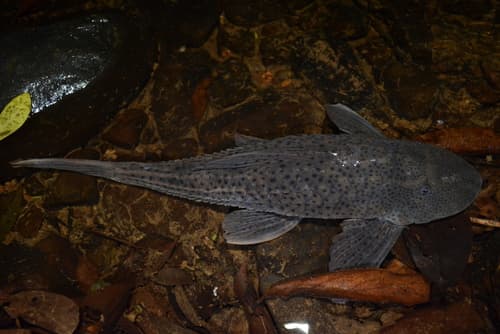 Spiny Plated Pleco